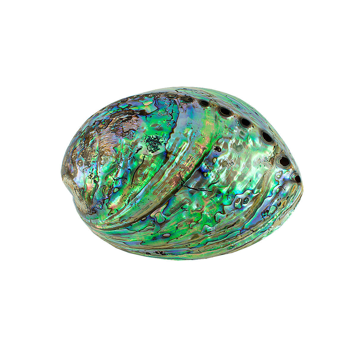 CONCHA ABALONE