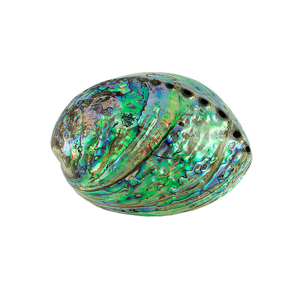 CONCHA ABALONE