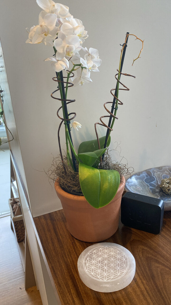 SELENITA FLOR DA VIDA