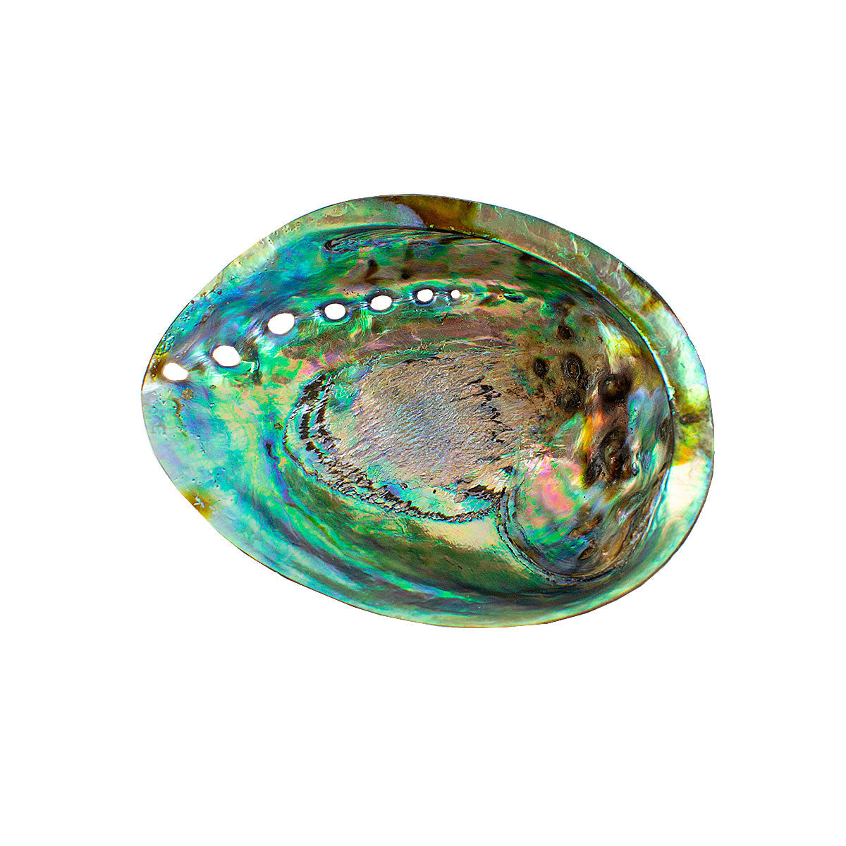 CONCHA ABALONE