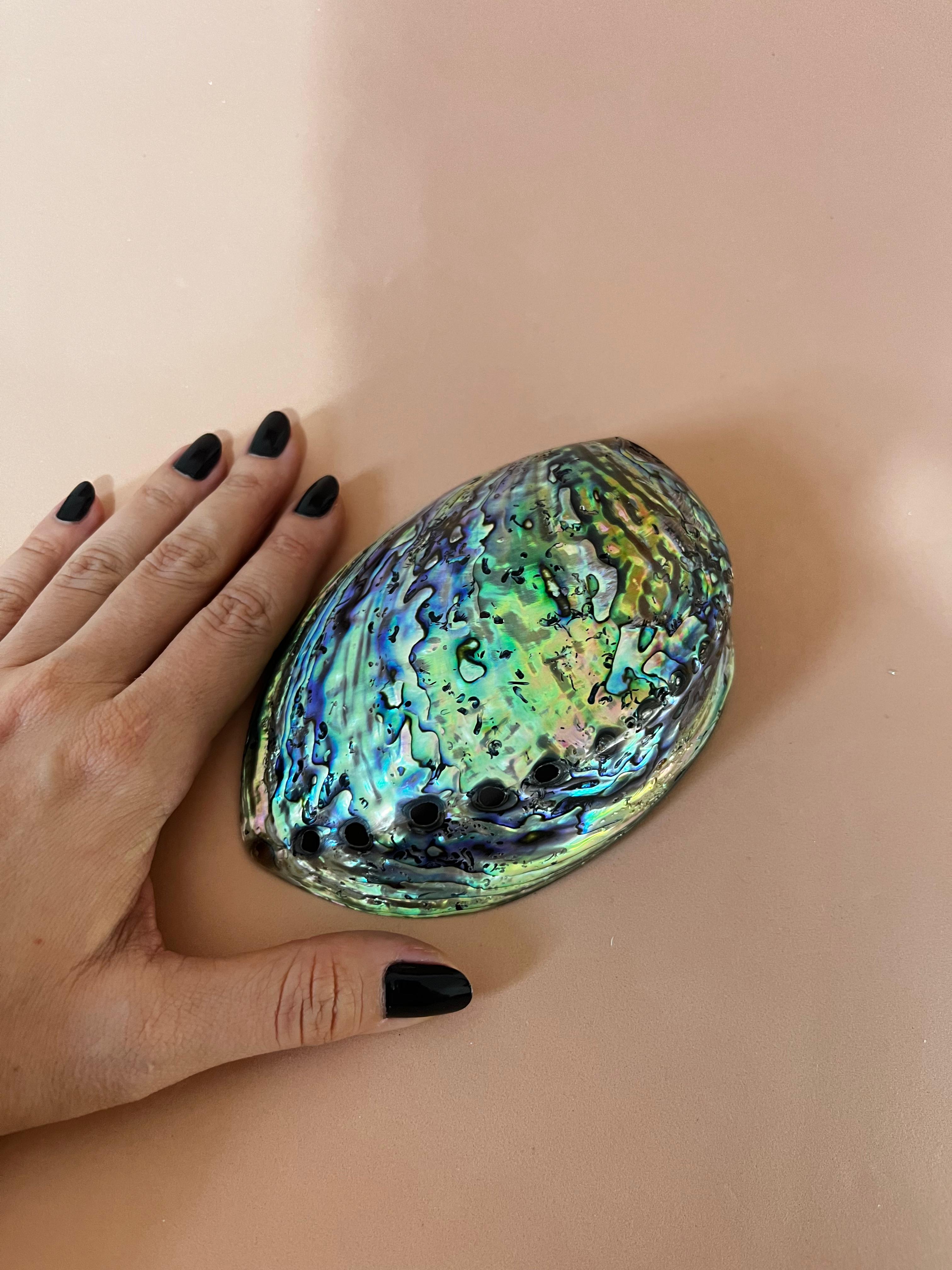 Concha Abalone